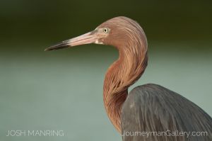 Josh Manring Photographer Decor Wall Art -  Florida Birds Everglades -90.jpg